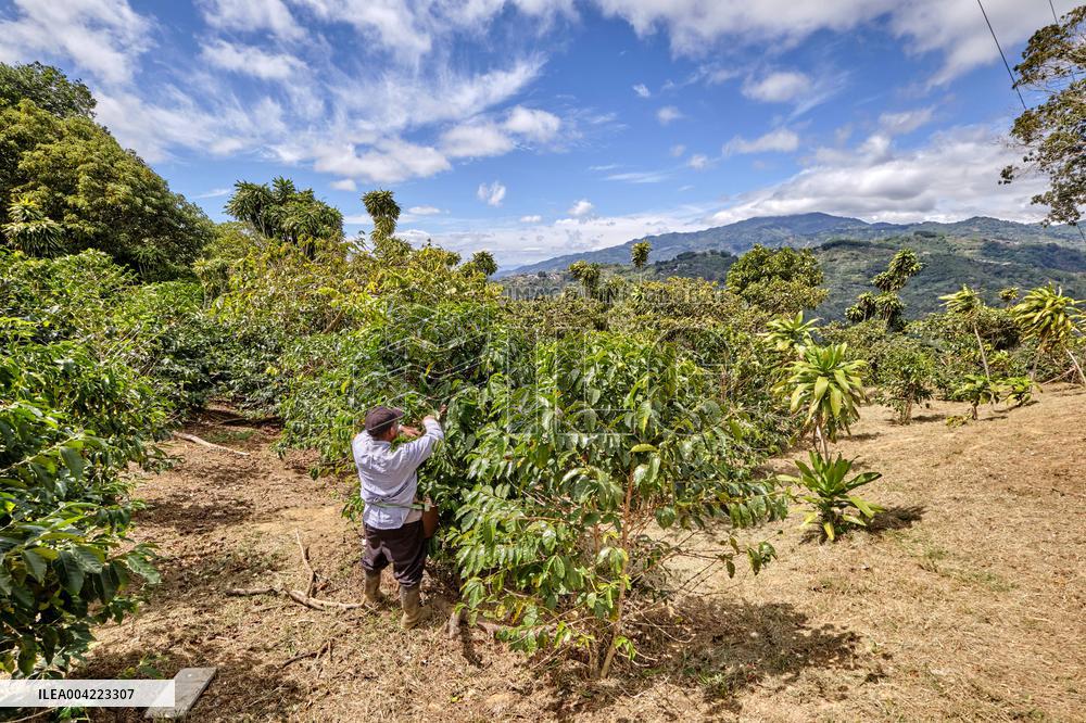 Arabica coffee growing in Costa Rica - Illustration