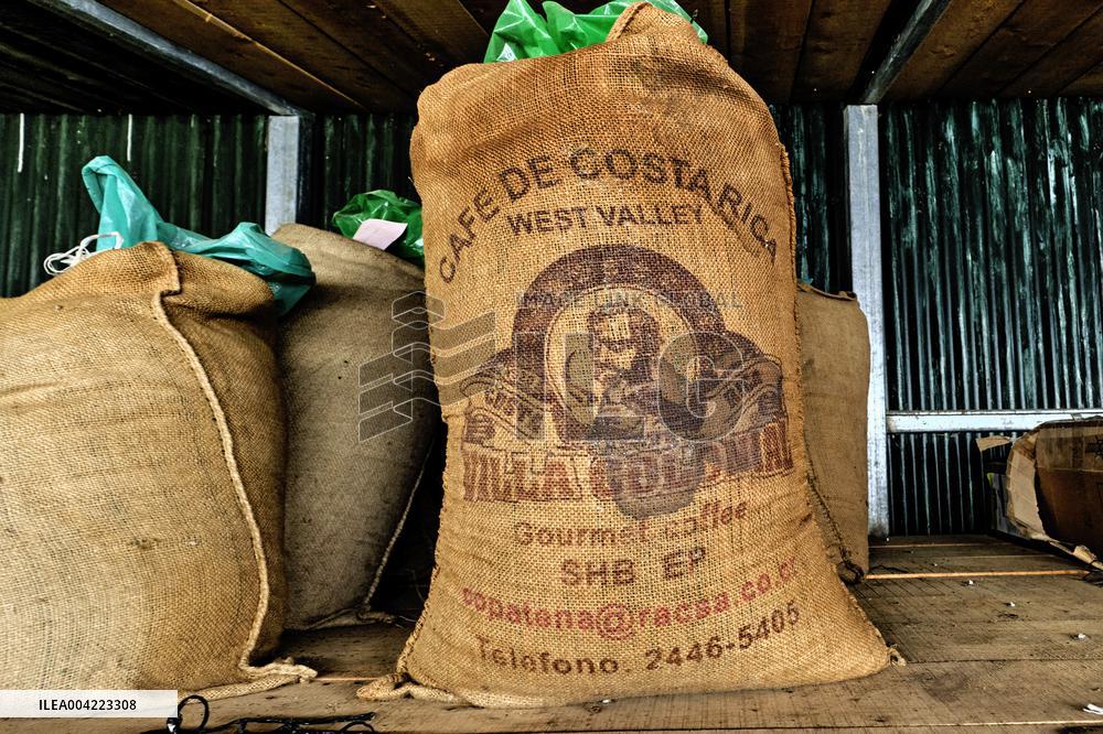 Arabica coffee growing in Costa Rica - Illustration