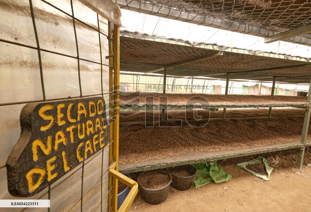 Arabica coffee growing in Costa Rica - Illustration