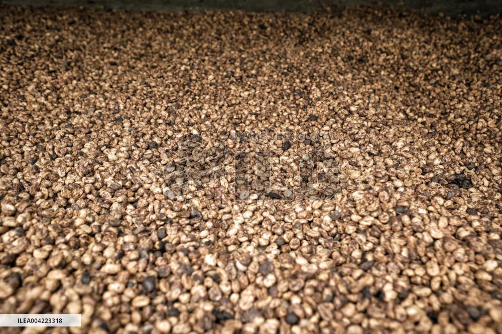 Arabica coffee growing in Costa Rica - Illustration