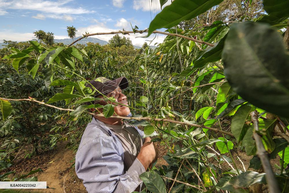 Arabica coffee growing in Costa Rica - Illustration
