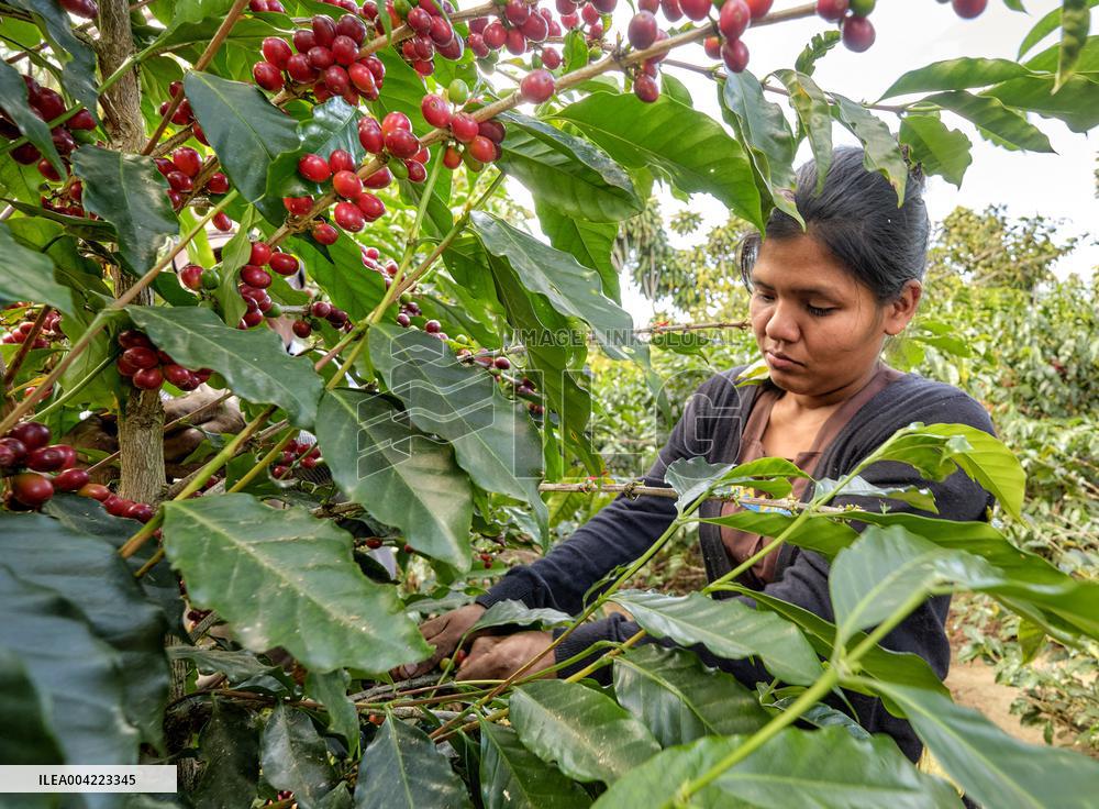 Arabica coffee growing in Costa Rica - Illustration