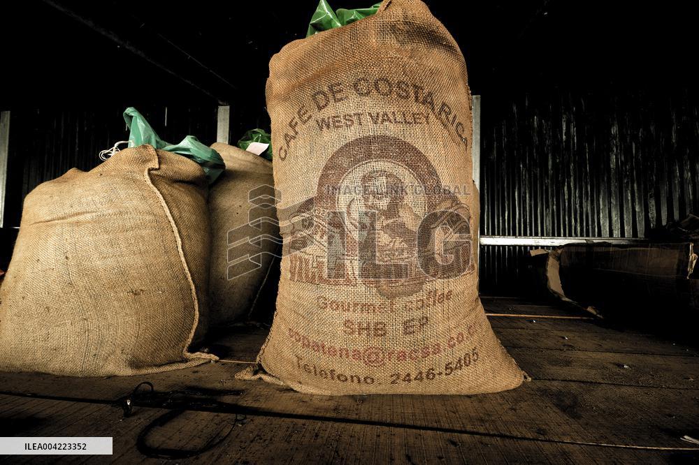 Arabica coffee growing in Costa Rica - Illustration