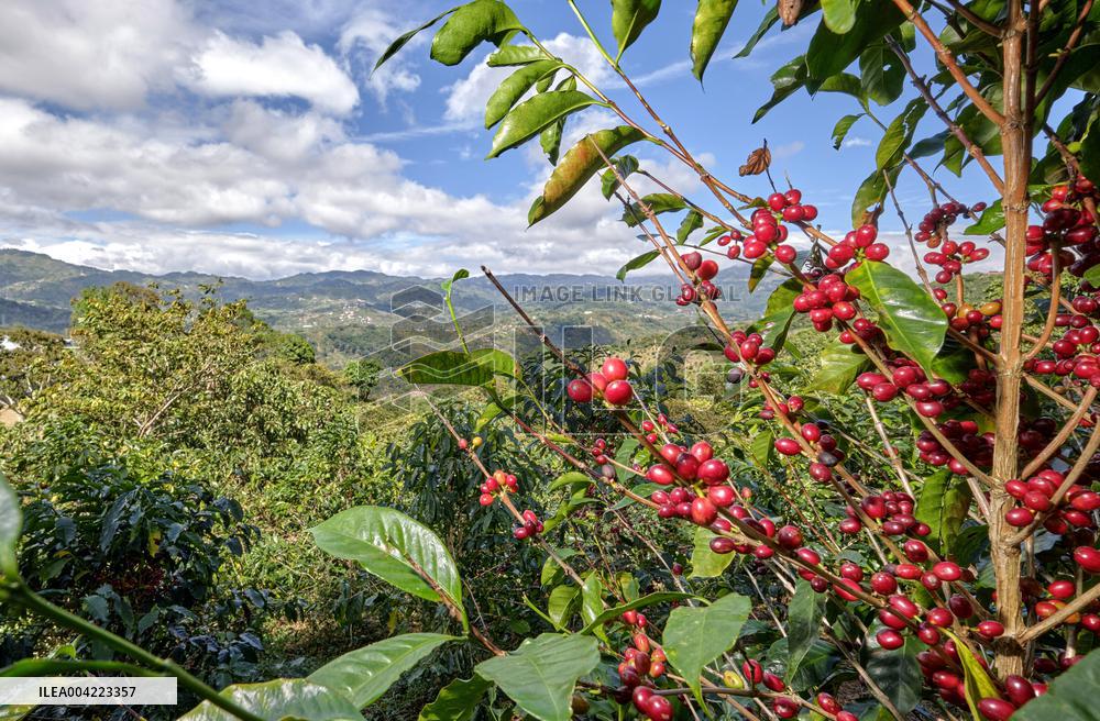Arabica coffee growing in Costa Rica - Illustration