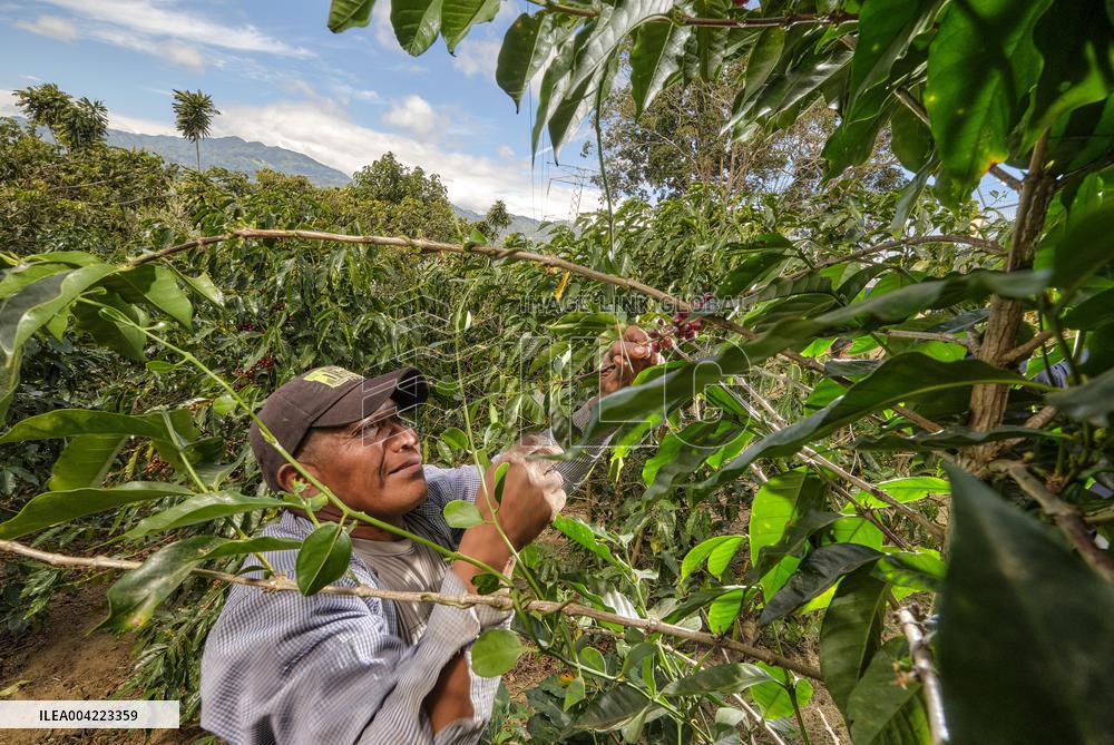 Arabica coffee growing in Costa Rica - Illustration