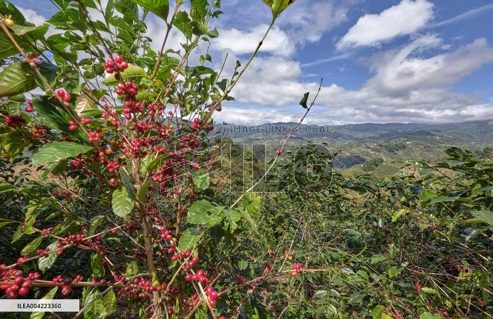 Arabica coffee growing in Costa Rica - Illustration