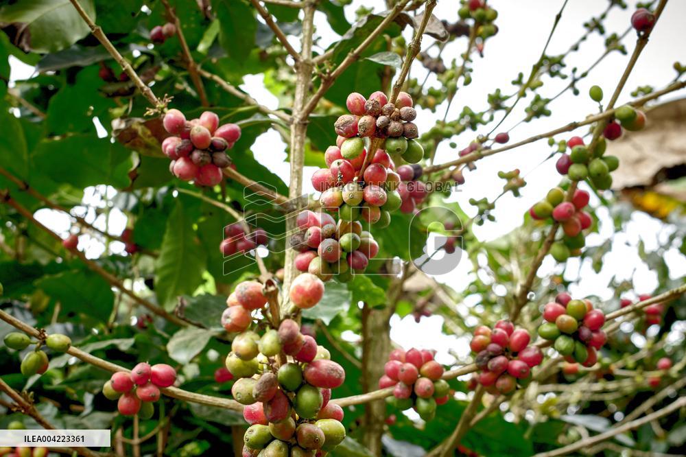 Arabica coffee growing in Costa Rica - Illustration