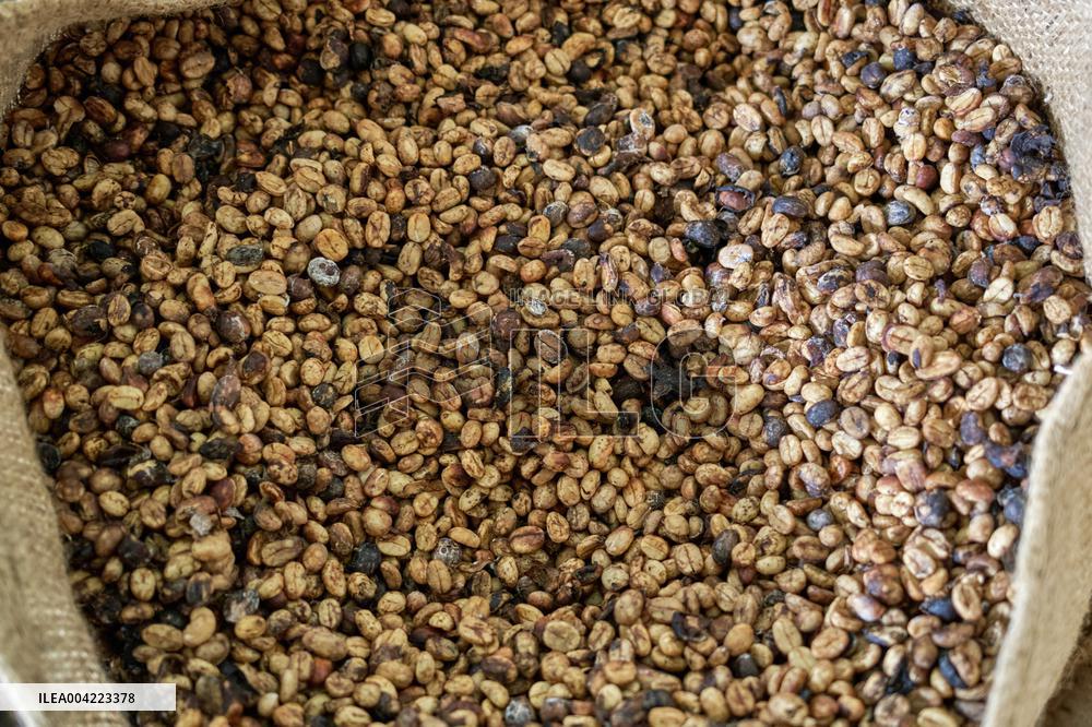 Arabica coffee growing in Costa Rica - Illustration