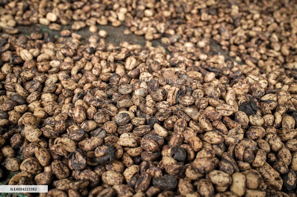 Arabica coffee growing in Costa Rica - Illustration