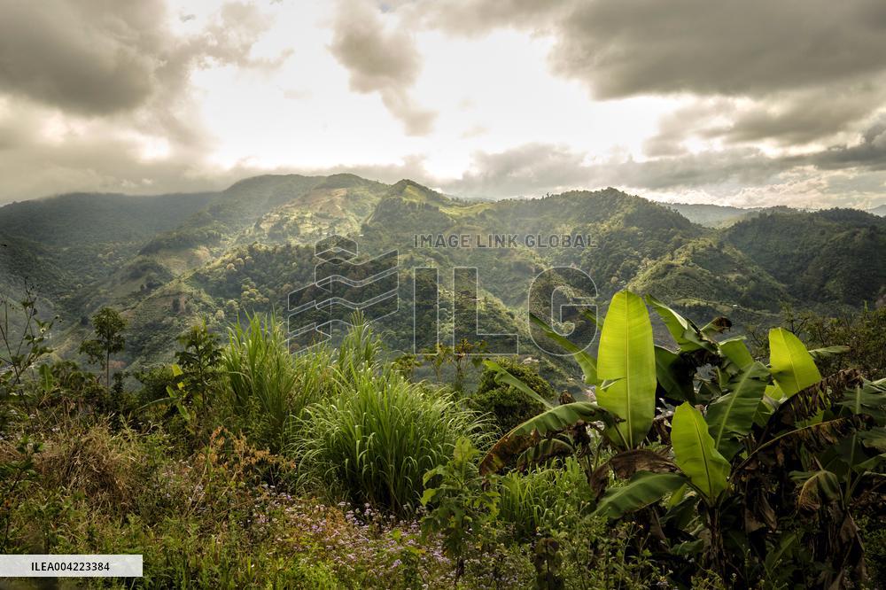 Arabica coffee growing in Costa Rica - Illustration