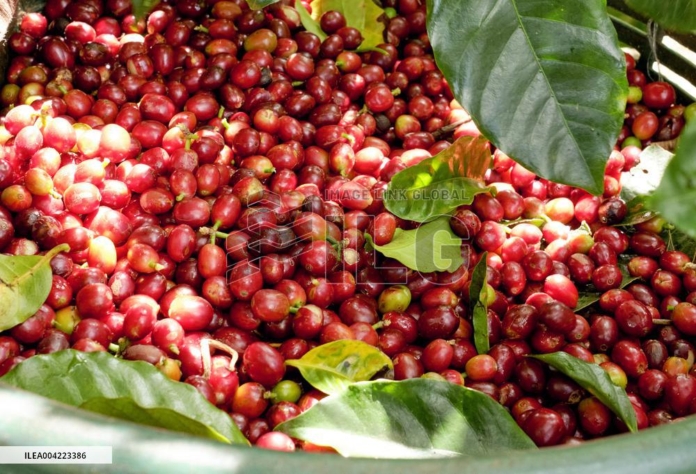 Arabica coffee growing in Costa Rica - Illustration