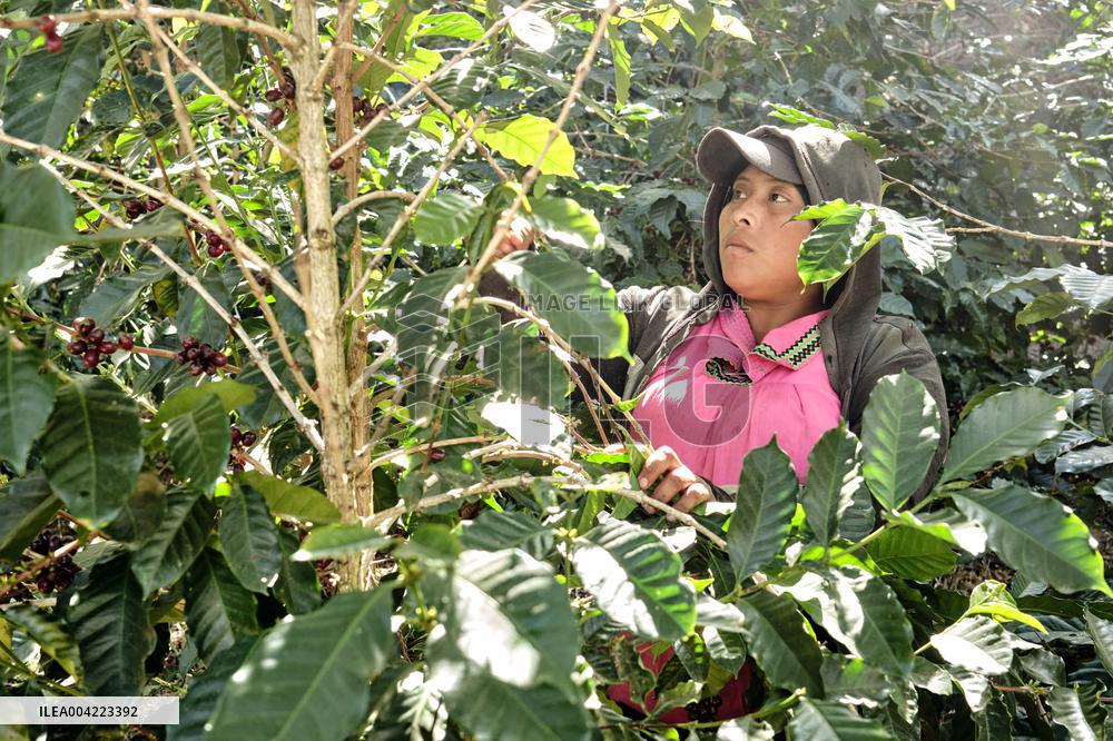 Arabica coffee growing in Costa Rica - Illustration