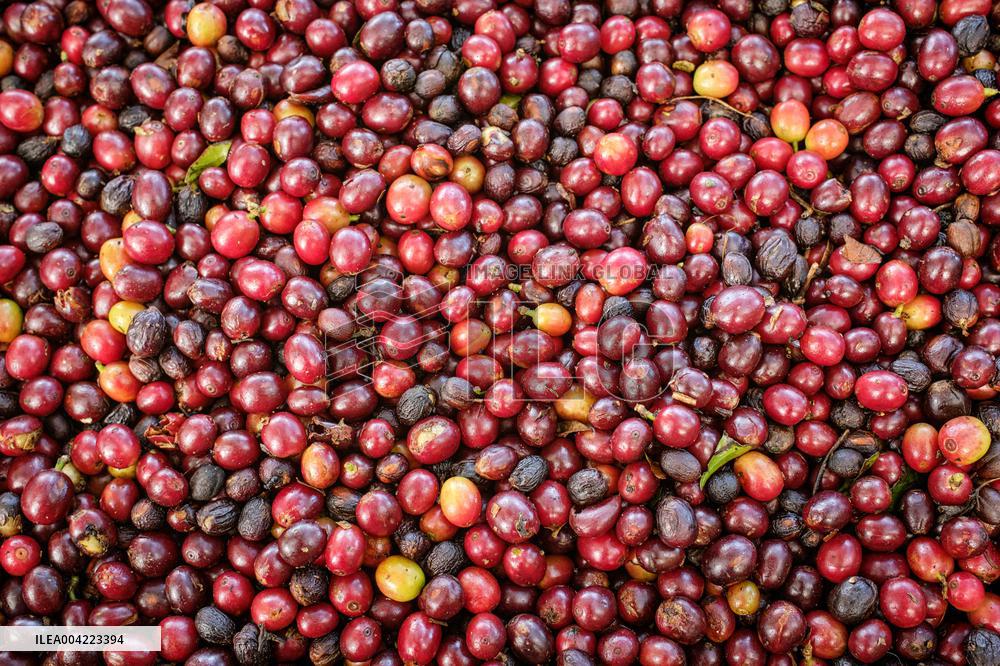 Arabica coffee growing in Costa Rica - Illustration