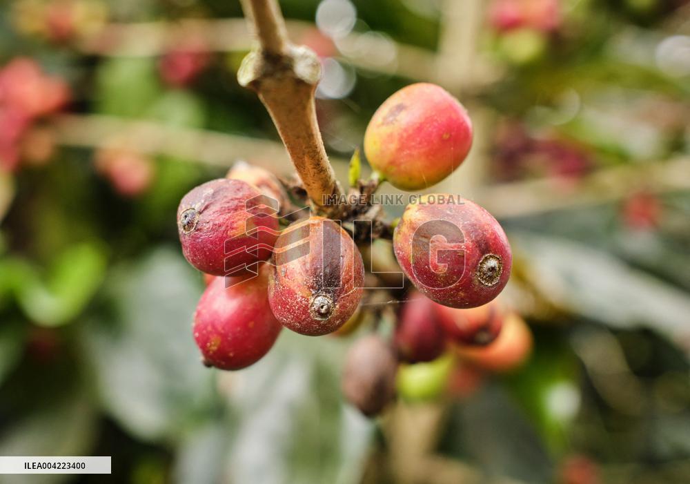 Arabica coffee growing in Costa Rica - Illustration