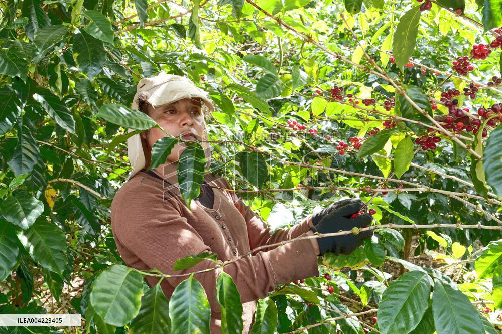 Arabica coffee growing in Costa Rica - Illustration