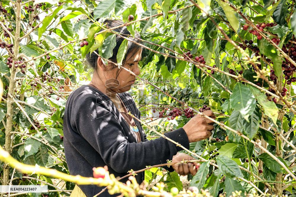 Arabica coffee growing in Costa Rica - Illustration