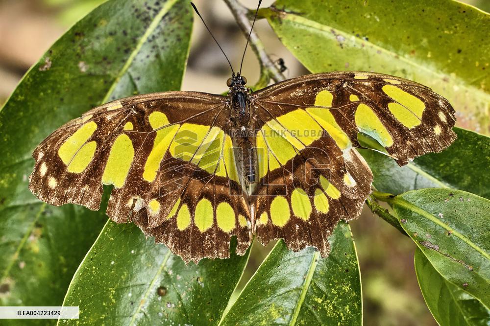 Spirogyra Butterfly Garden - Costa Rica