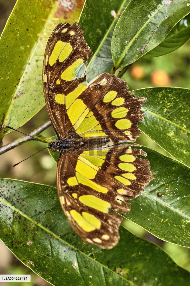Spirogyra Butterfly Garden - Costa Rica