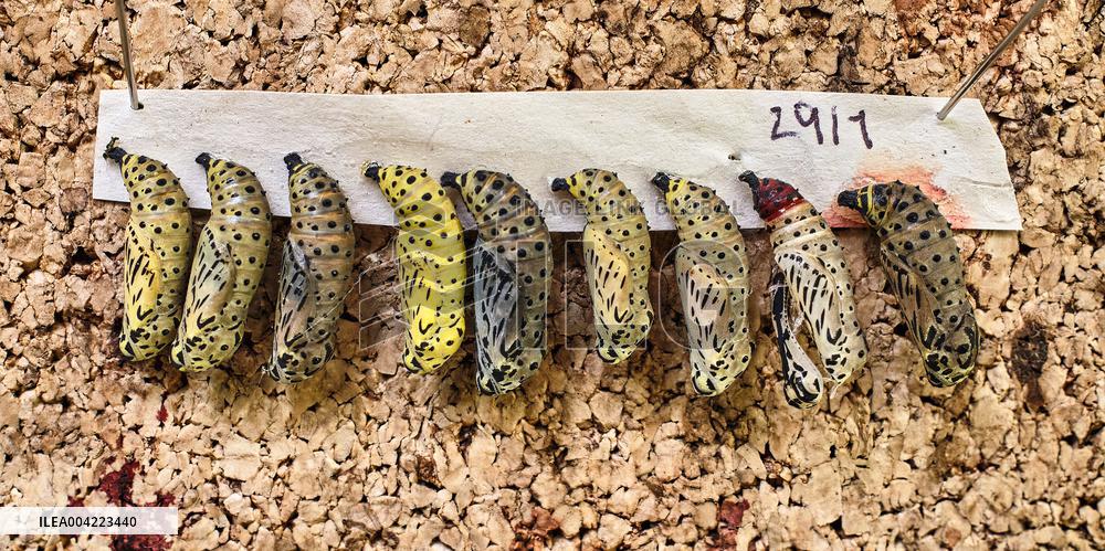 Spirogyra Butterfly Garden - Costa Rica