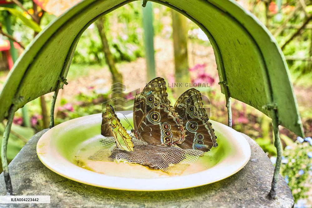 Spirogyra Butterfly Garden - Costa Rica