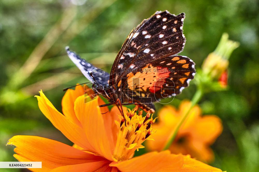 Spirogyra Butterfly Garden - Costa Rica