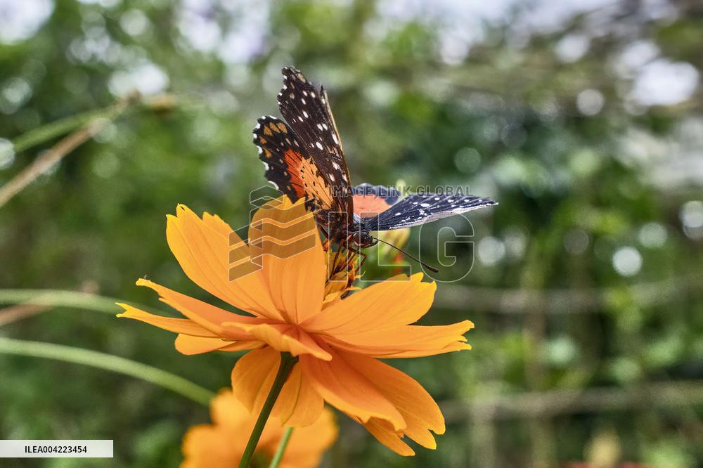 Spirogyra Butterfly Garden - Costa Rica
