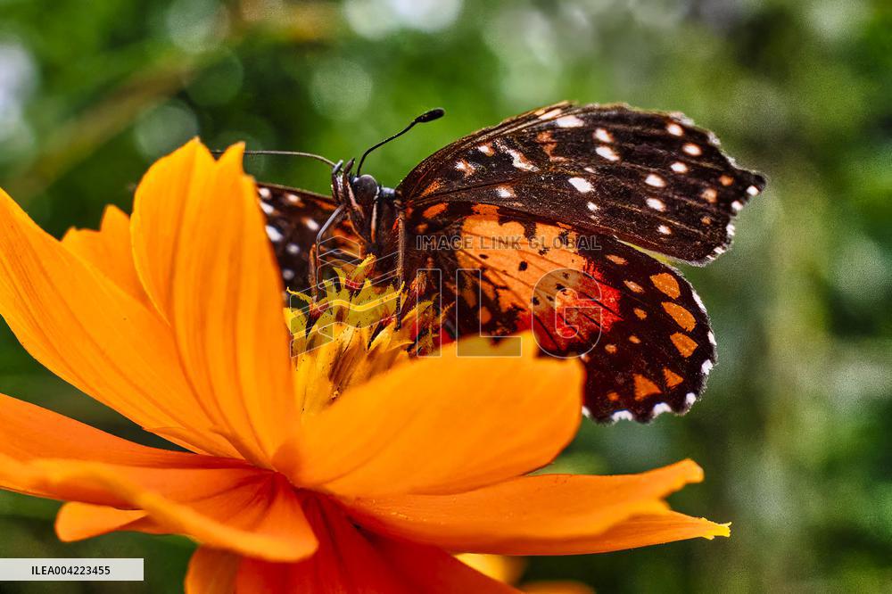Spirogyra Butterfly Garden - Costa Rica