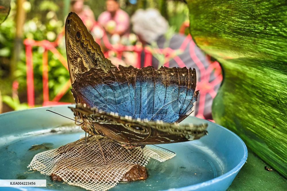 Spirogyra Butterfly Garden - Costa Rica