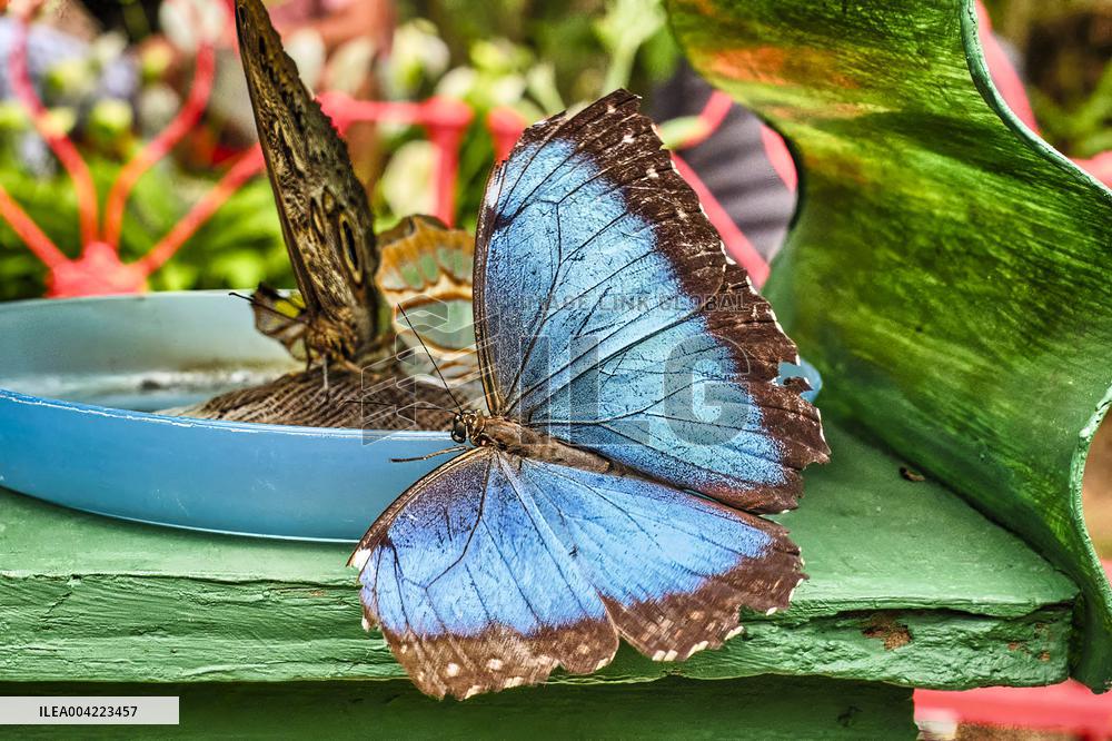 Spirogyra Butterfly Garden - Costa Rica