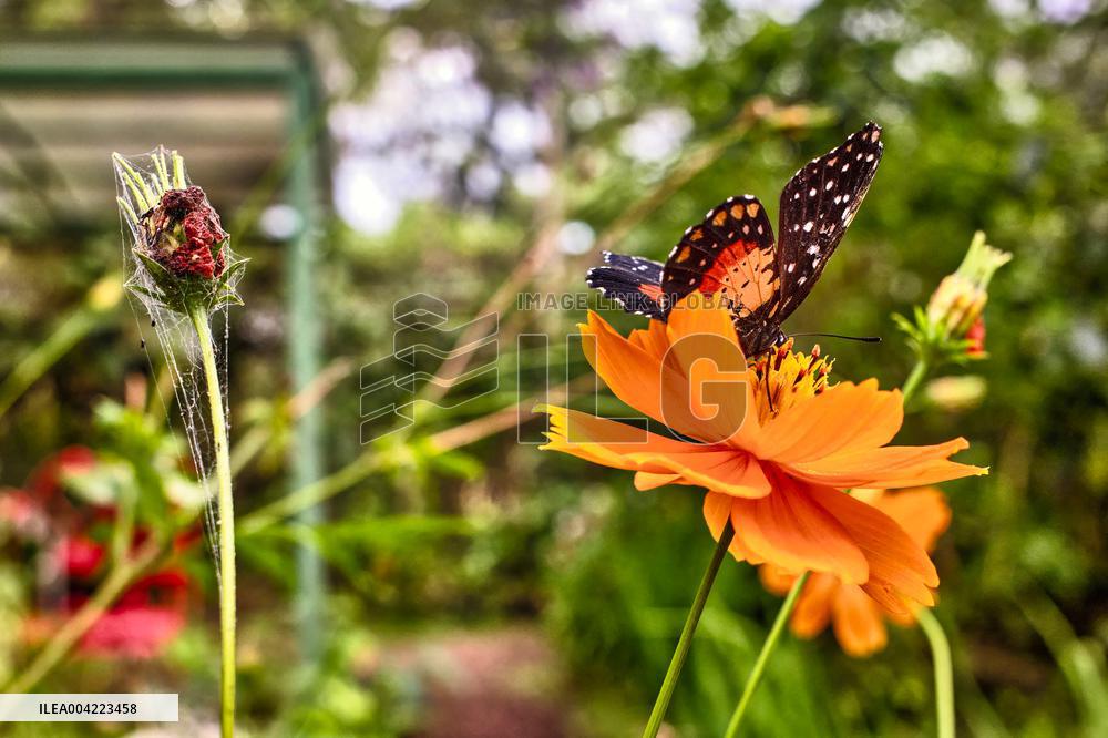Spirogyra Butterfly Garden - Costa Rica
