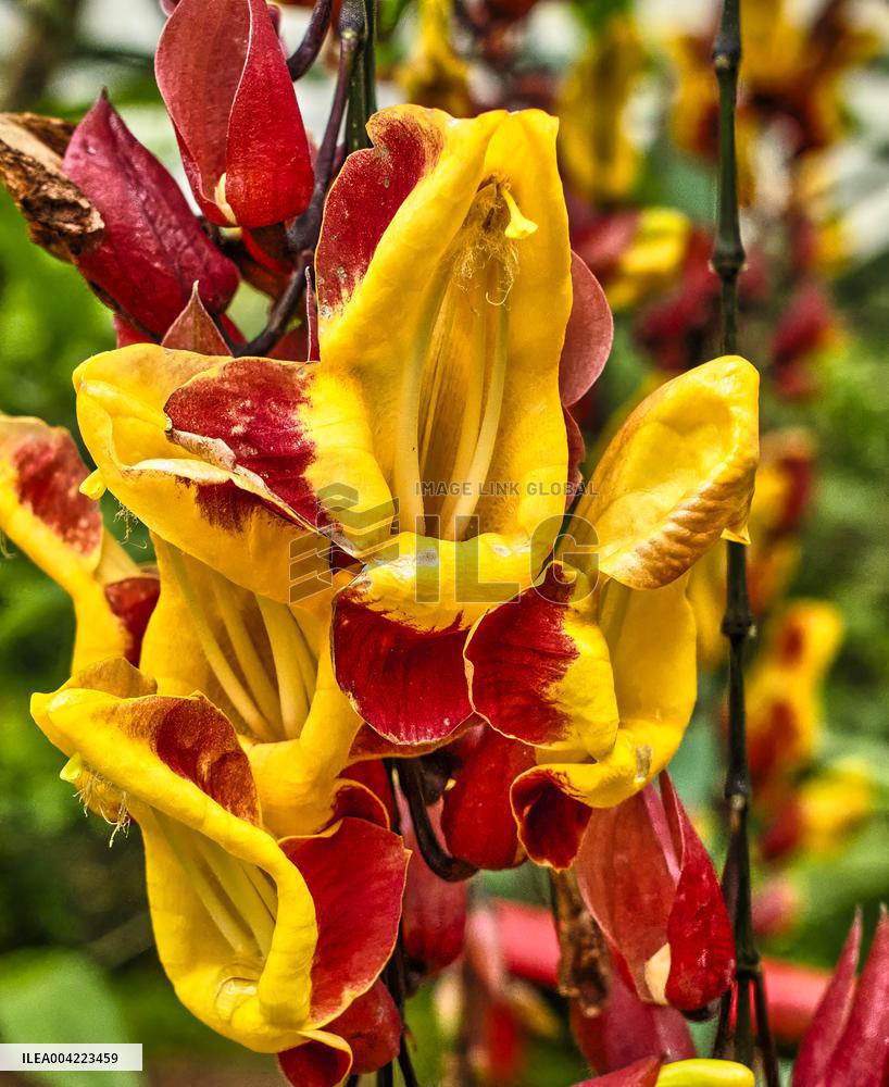 Spirogyra Butterfly Garden - Costa Rica