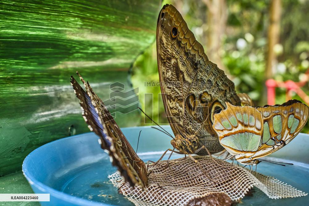 Spirogyra Butterfly Garden - Costa Rica