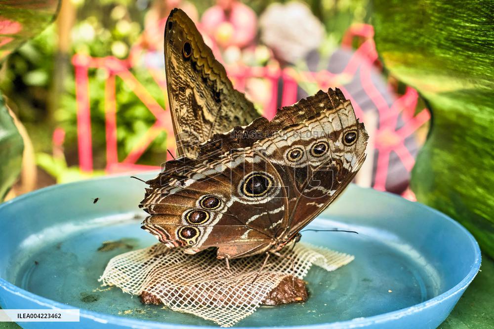 Spirogyra Butterfly Garden - Costa Rica
