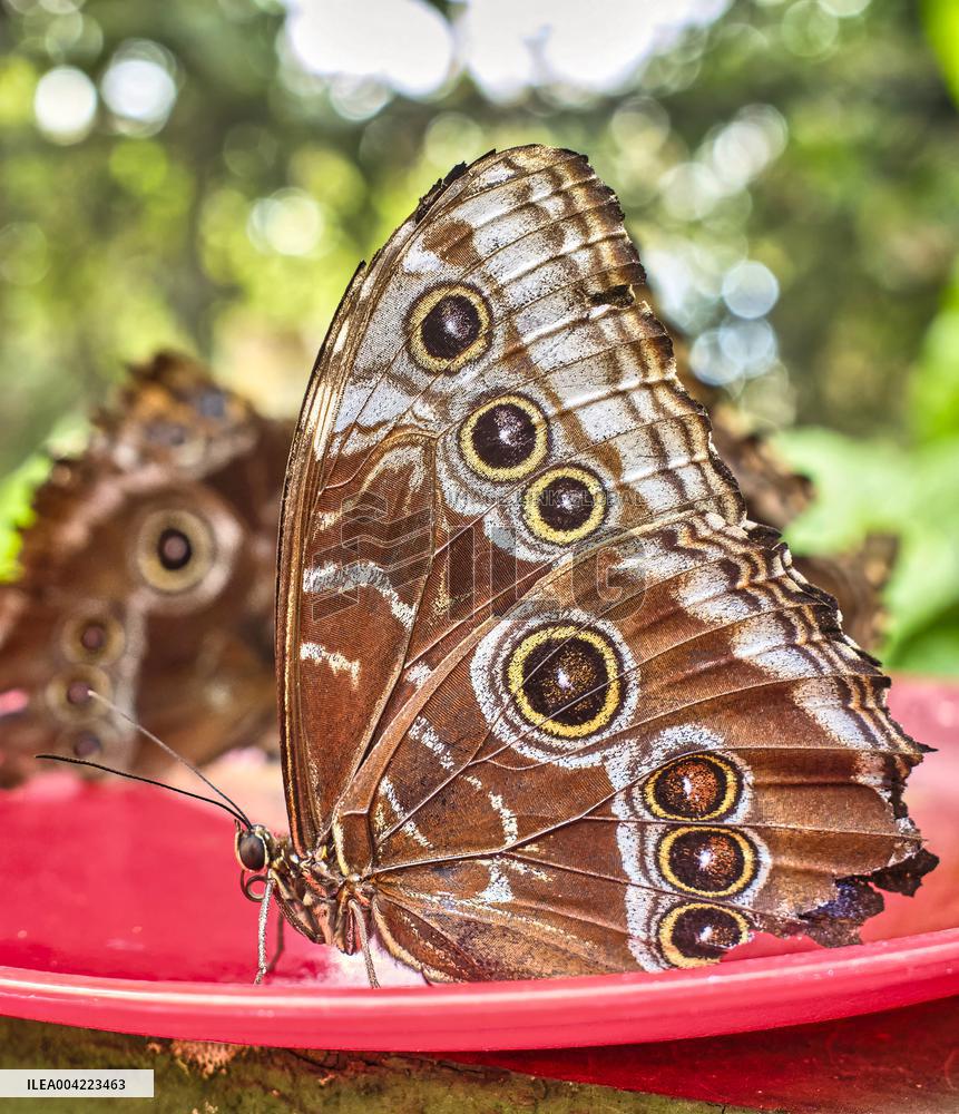Spirogyra Butterfly Garden - Costa Rica