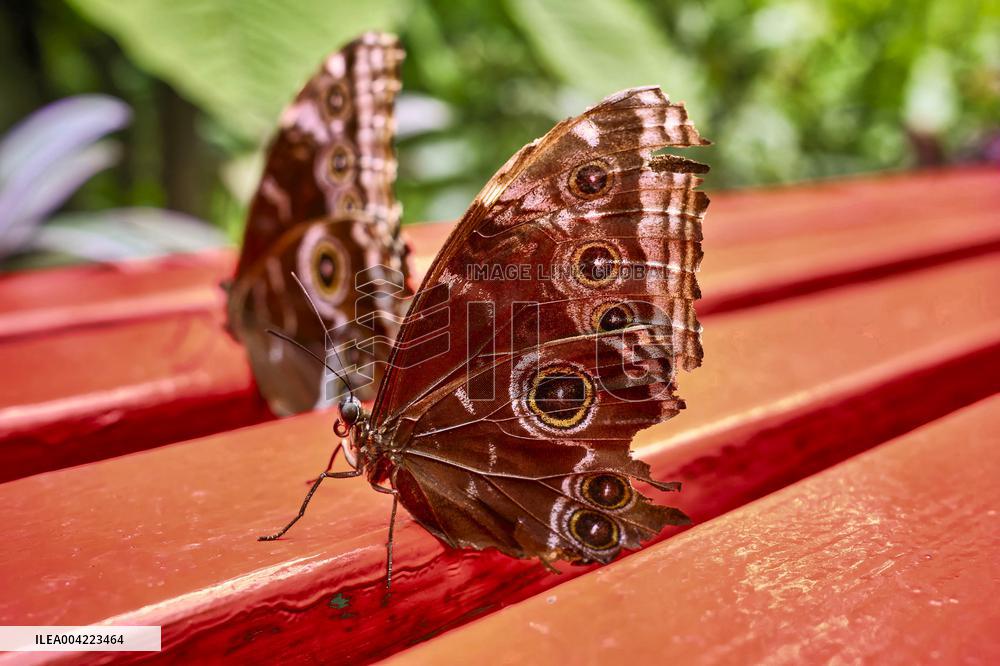 Spirogyra Butterfly Garden - Costa Rica