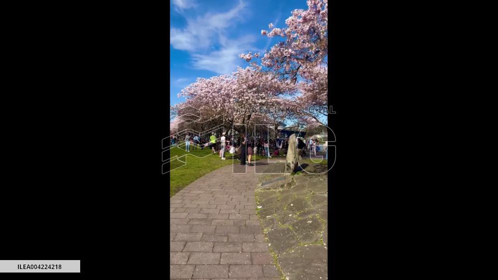 US: Cherry Blossoms Peak in Portland, Oregon