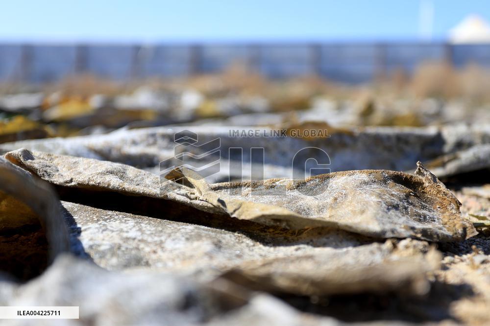 Kelp Industry