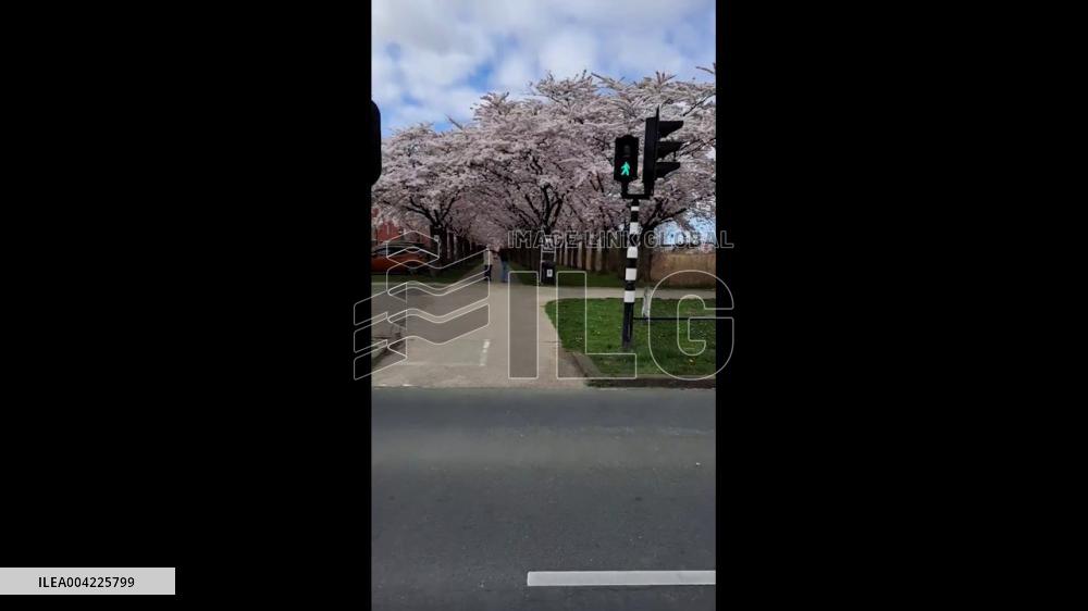 Netherlands: Almere’s Street Decorated in Cherry Blossom Pink
