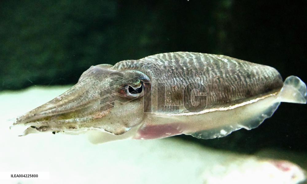 Golden cuttlefish