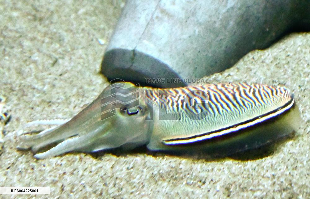 Golden cuttlefish
