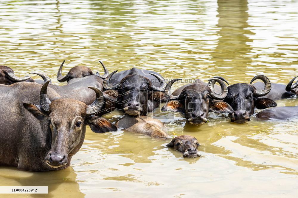 Asian Buffaloes Cool Off In A River - Bangladesh