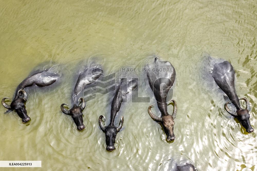 Asian Buffaloes Cool Off In A River - Bangladesh