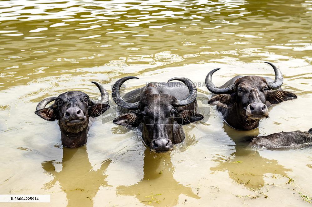 Asian Buffaloes Cool Off In A River - Bangladesh