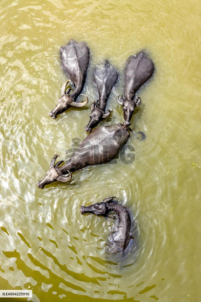 Asian Buffaloes Cool Off In A River - Bangladesh