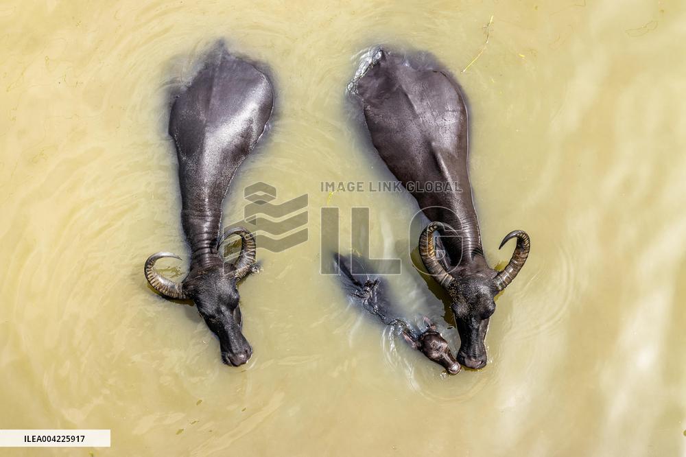 Asian Buffaloes Cool Off In A River - Bangladesh