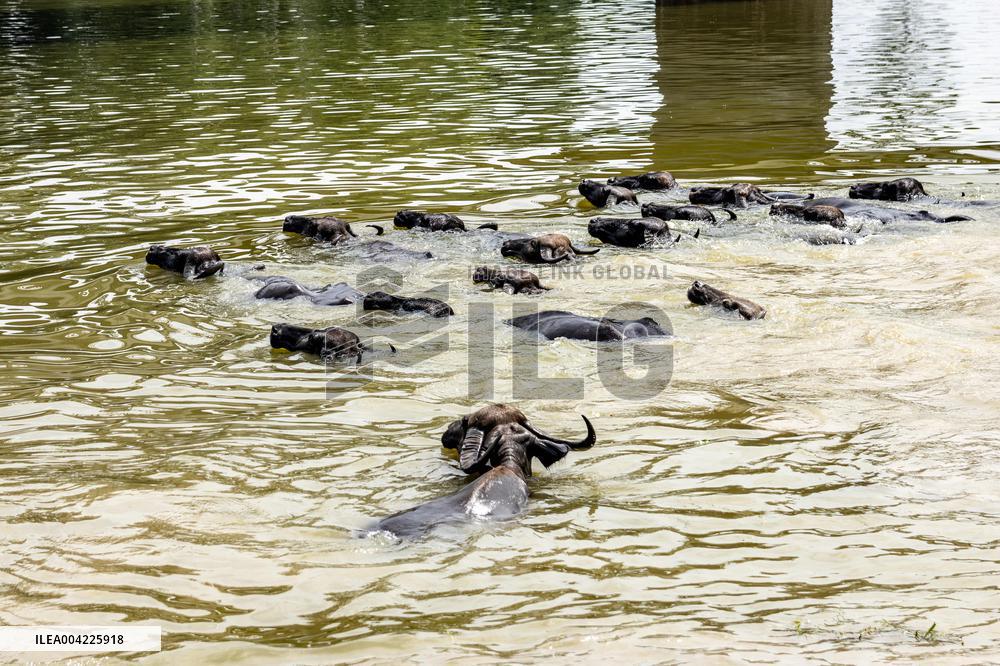 Asian Buffaloes Cool Off In A River - Bangladesh