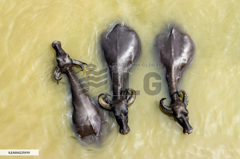 Asian Buffaloes Cool Off In A River - Bangladesh