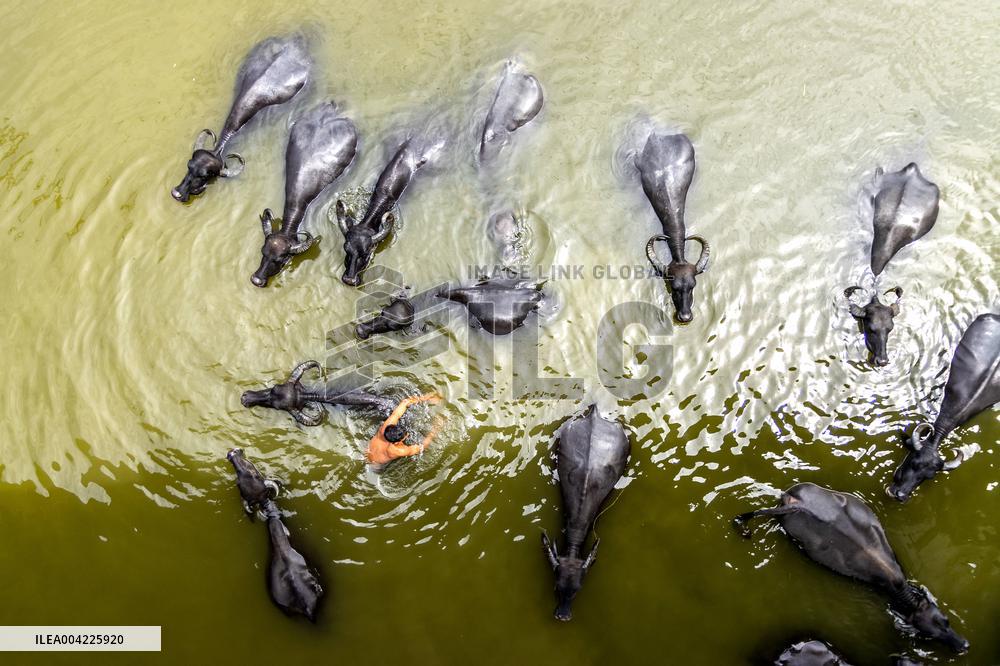 Asian Buffaloes Cool Off In A River - Bangladesh
