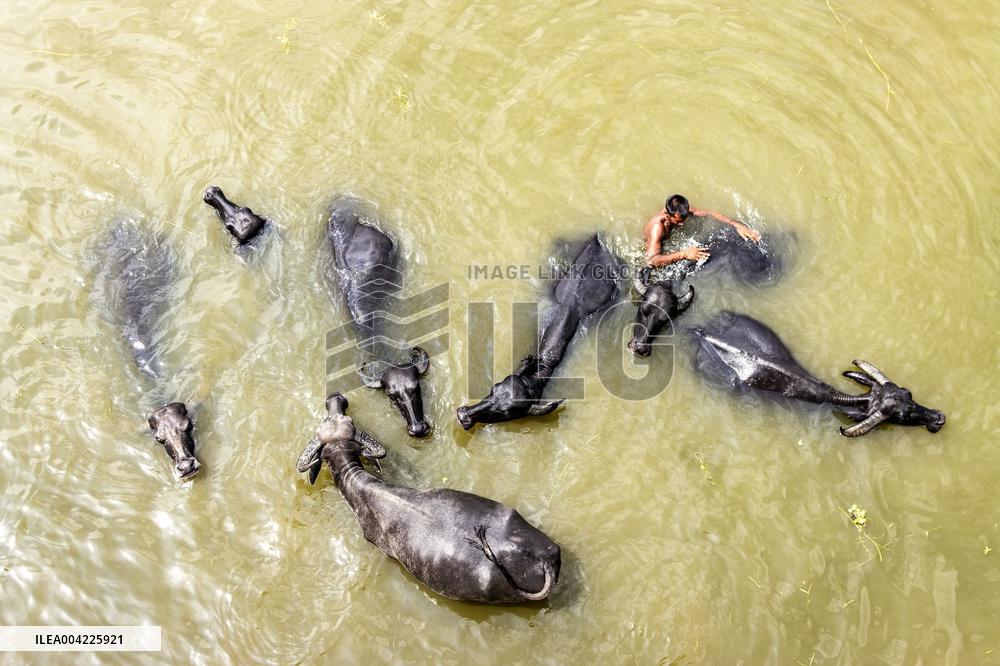 Asian Buffaloes Cool Off In A River - Bangladesh