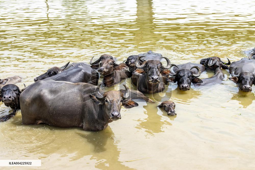 Asian Buffaloes Cool Off In A River - Bangladesh